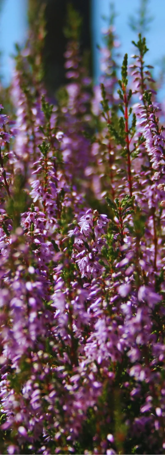 wild lavender plant
