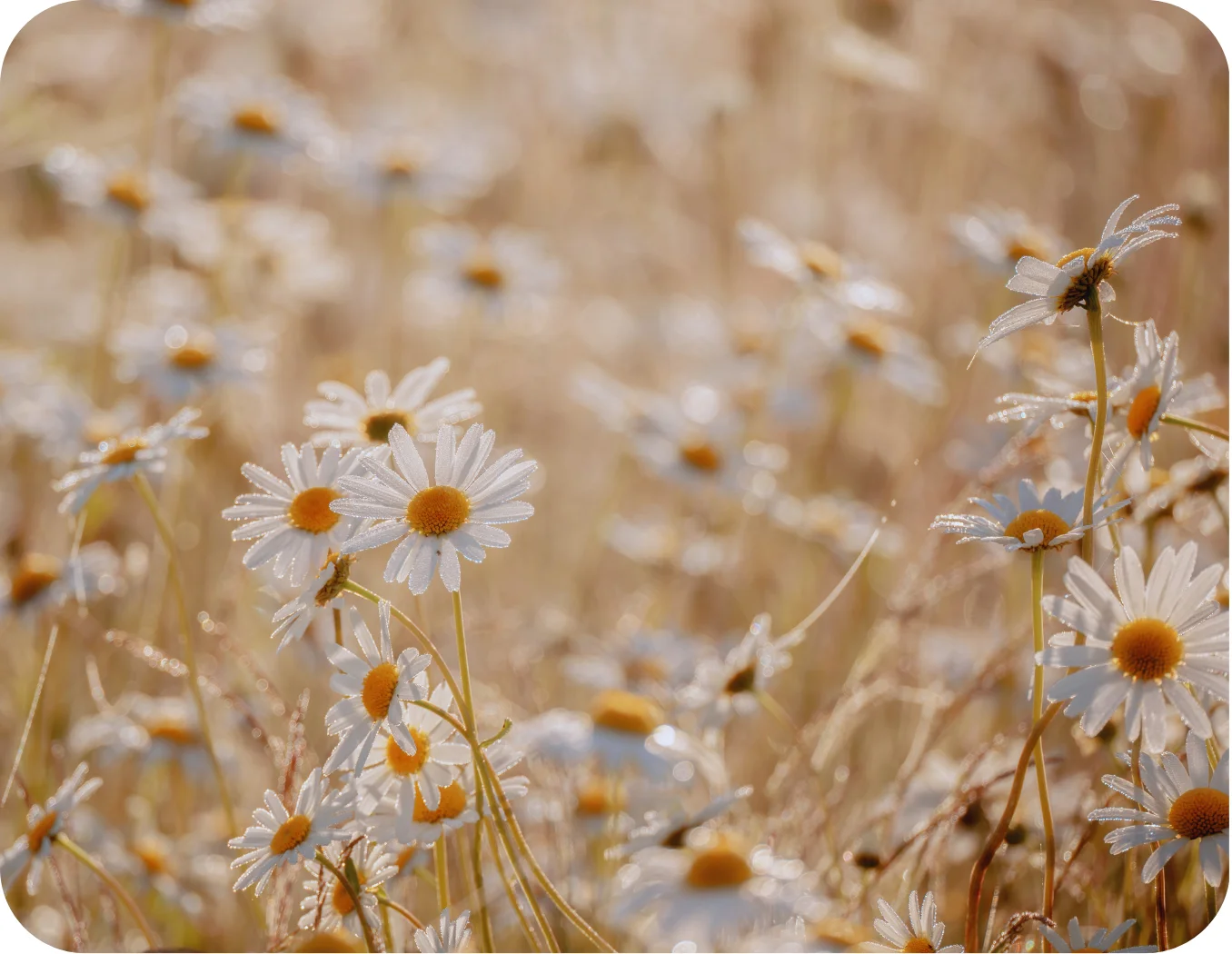 daisies in a straw field