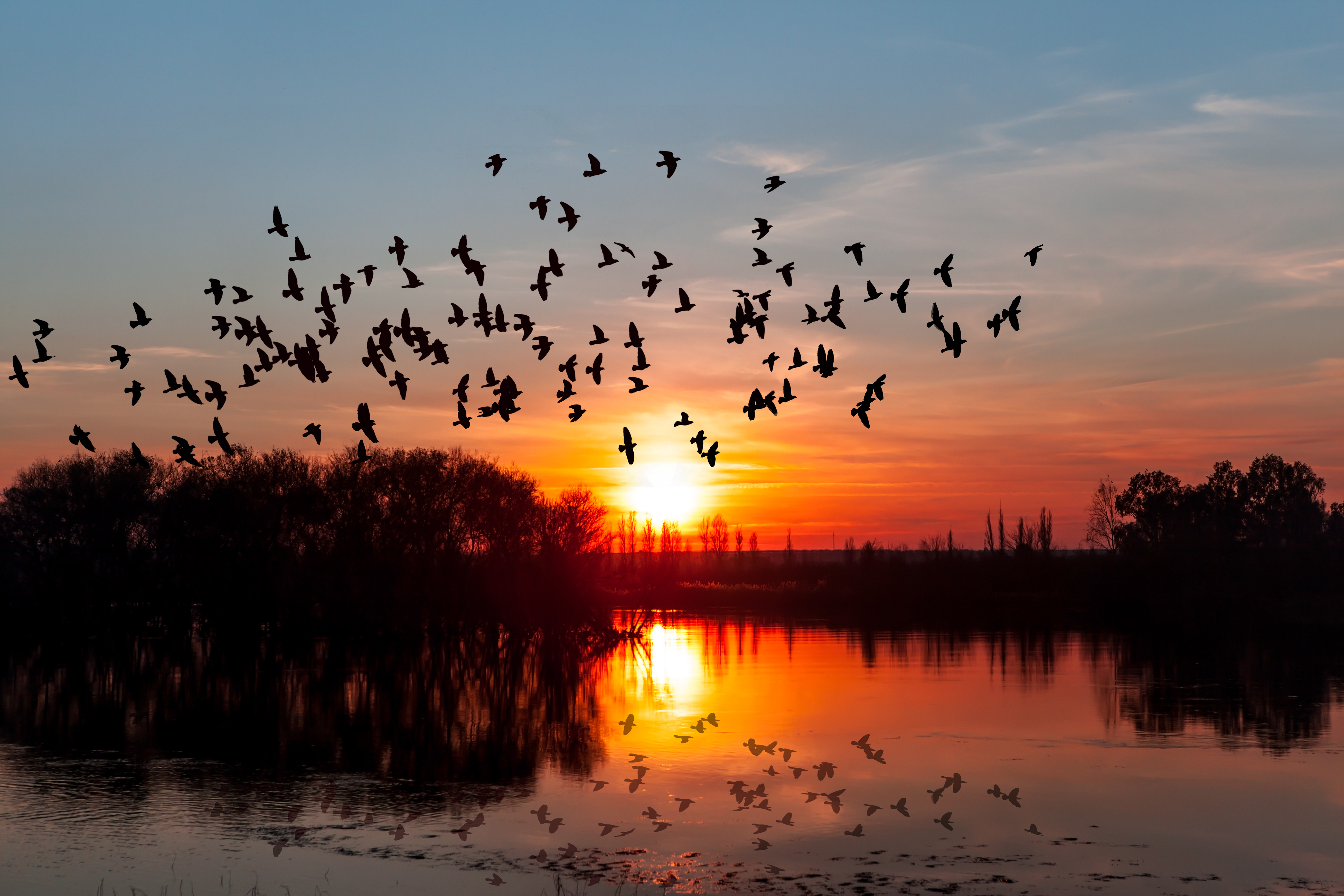 birds flying in front of a sunset