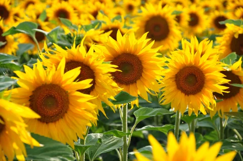 sunflowers growing in a field