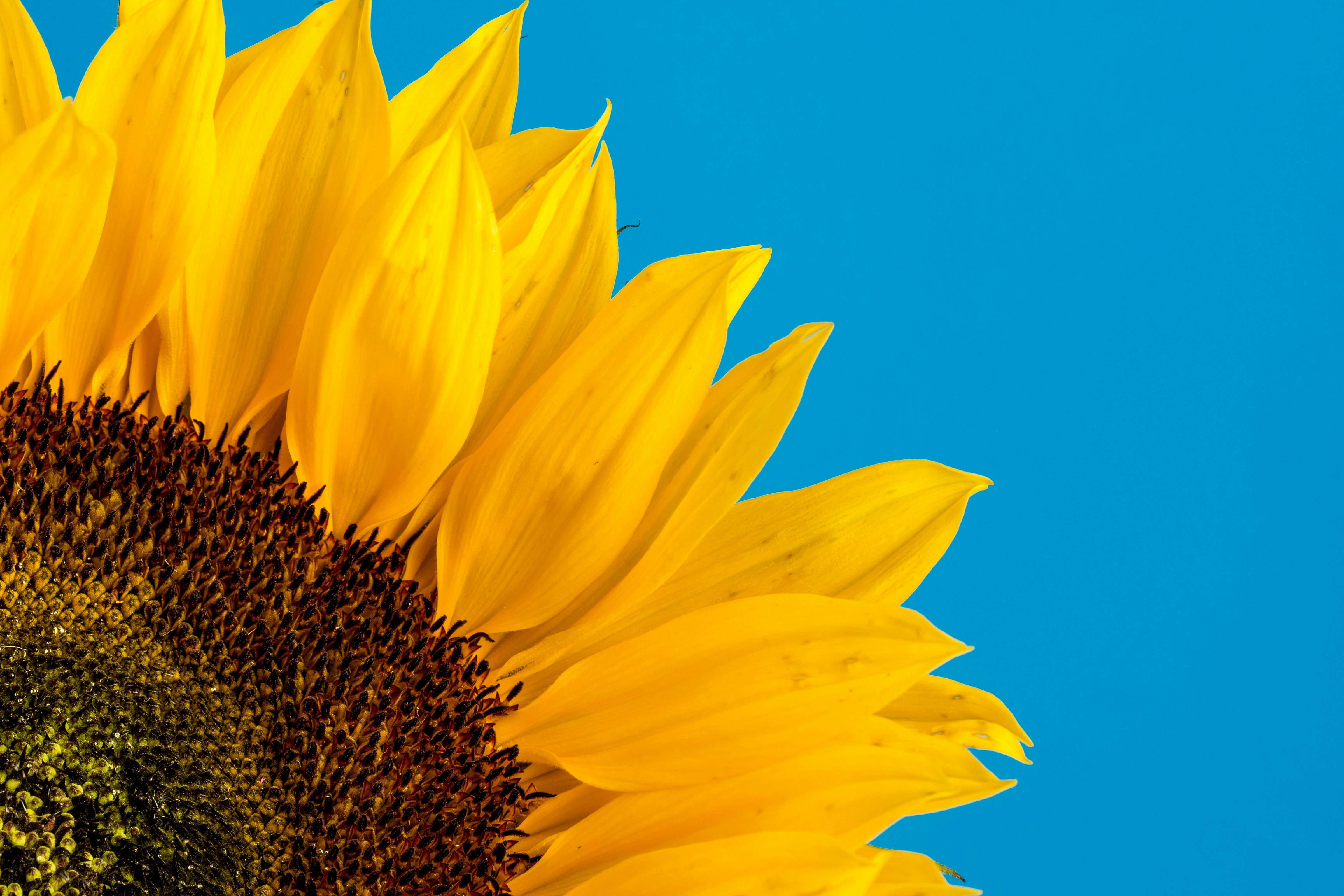 A successful summer appeal