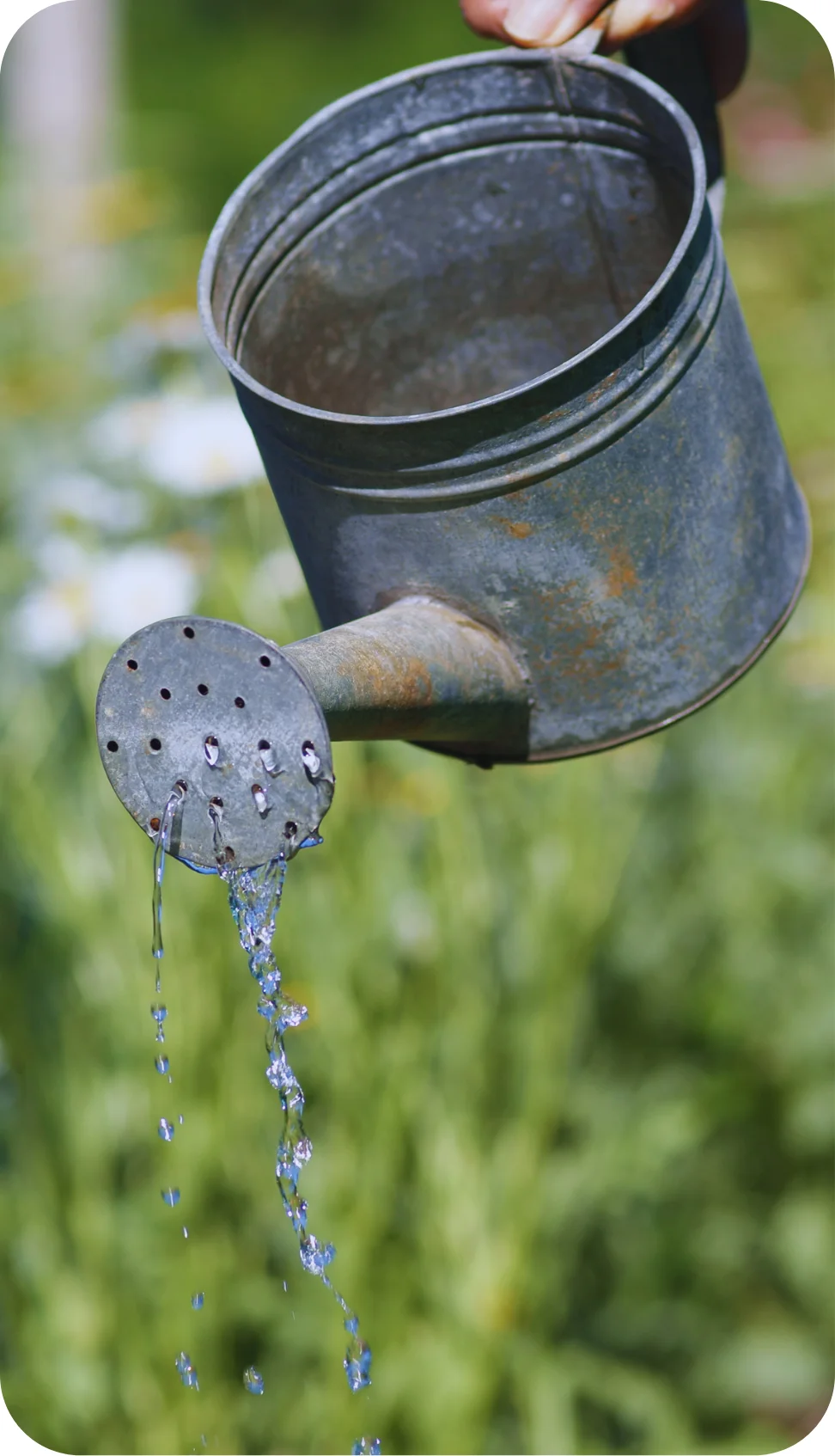 A metal watering can pouring water