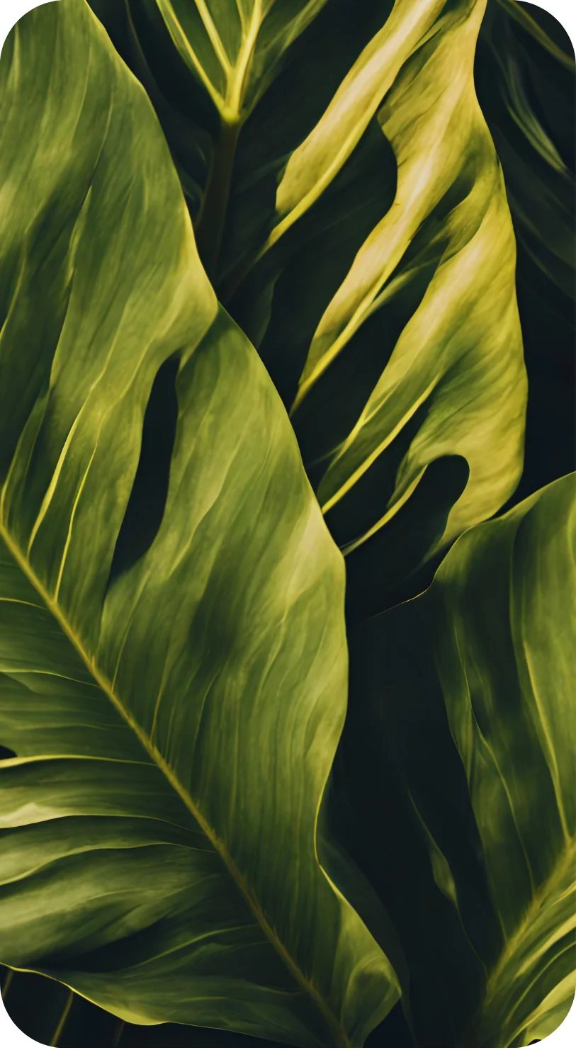 big green leaves