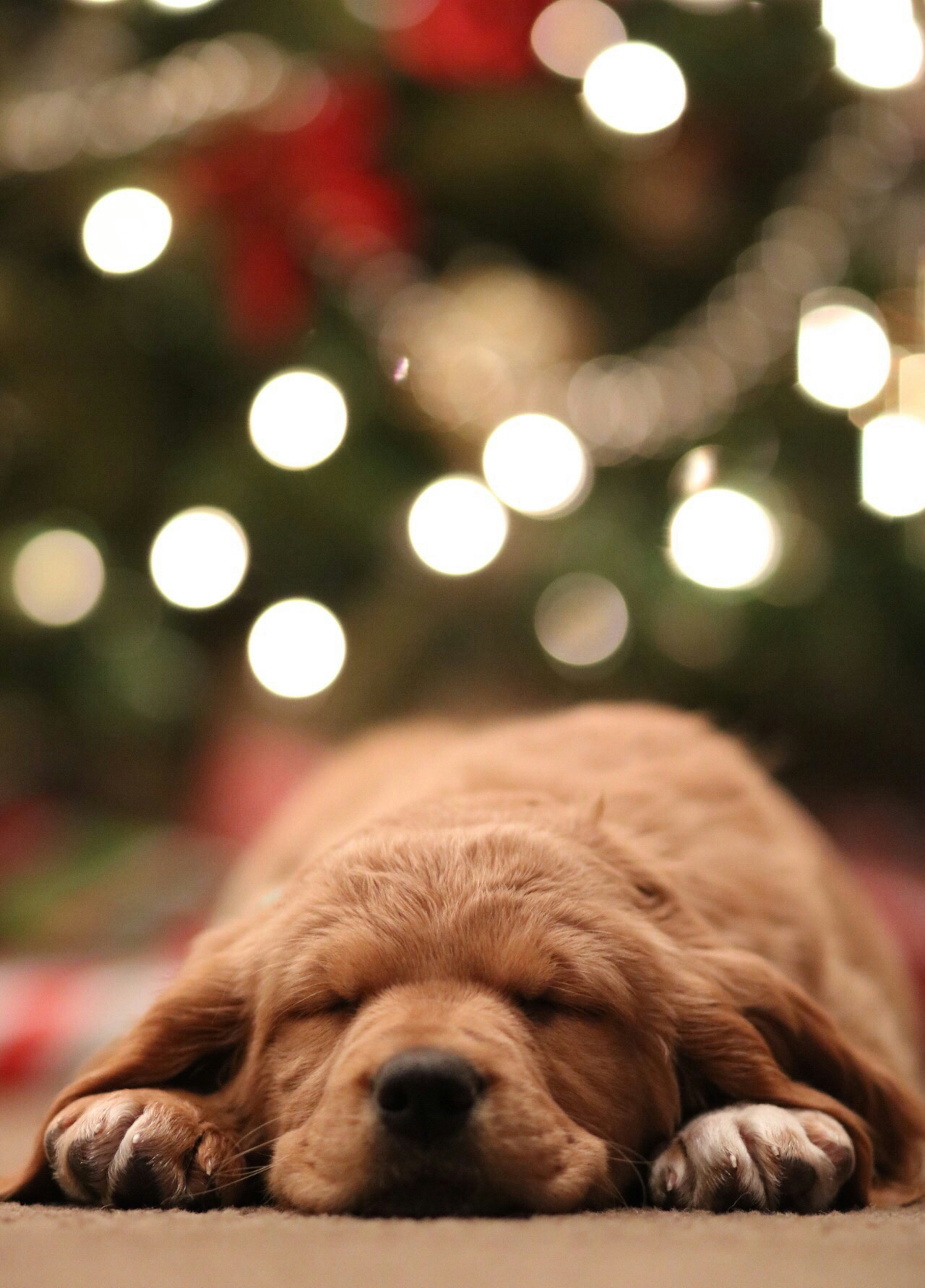 Puppy sleeping with festive lights in background