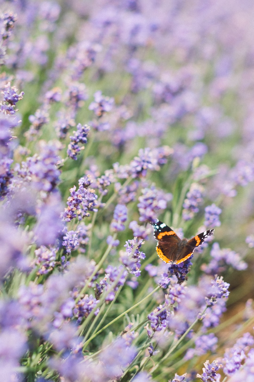Butterfly on lavender plant