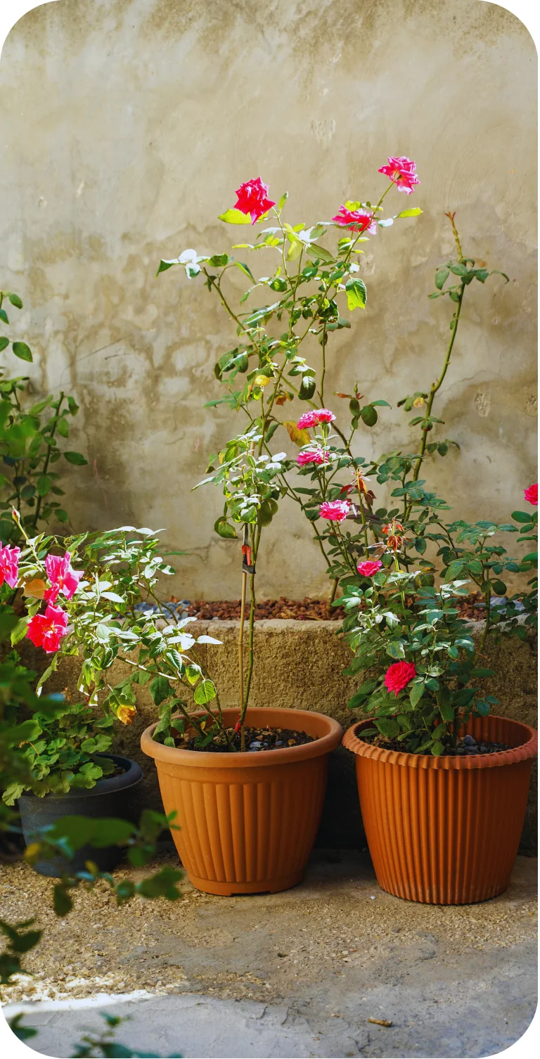 flowers in pots against an outside wall