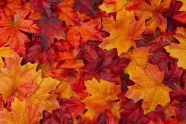 Autumn leaves 