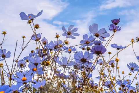 purple flowers growing in a field
