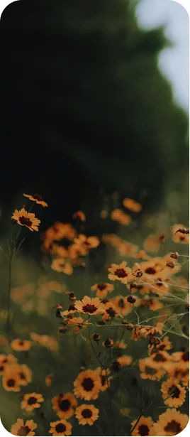 yellow flowers growing in a field