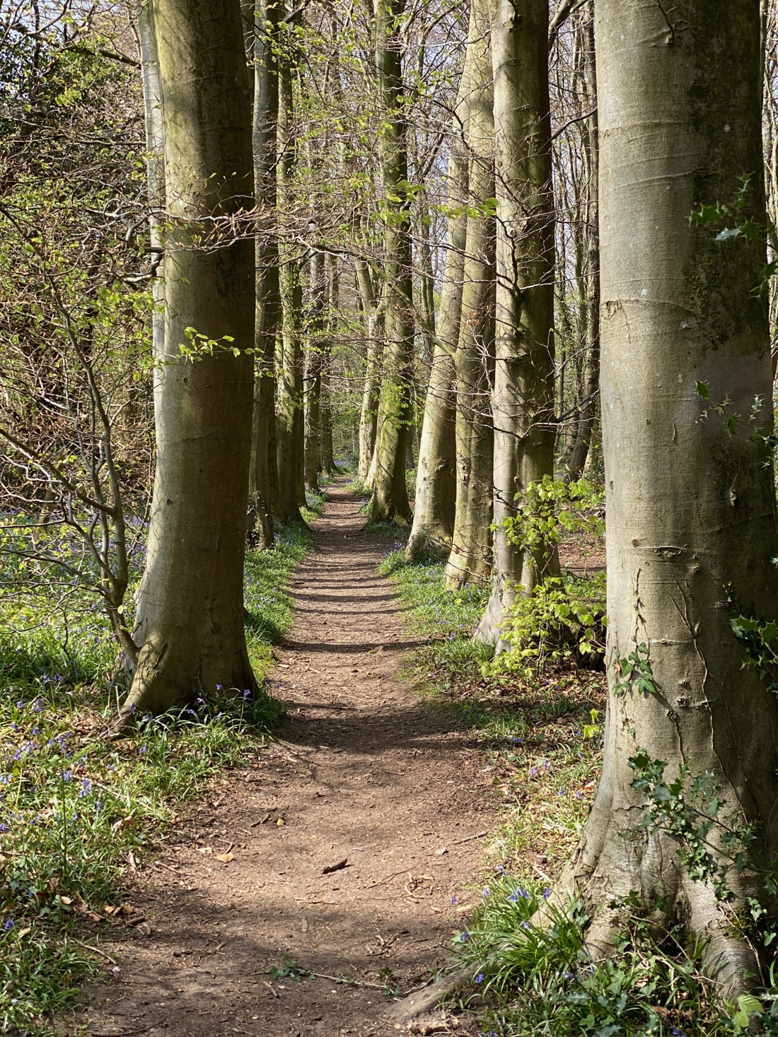 Path with trees lining each side
