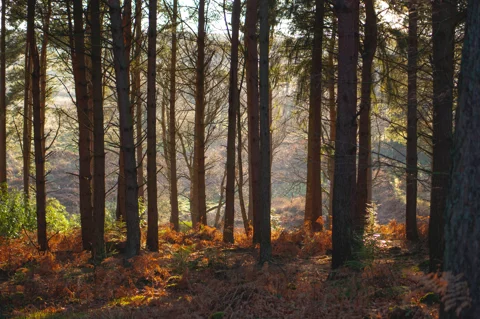 trees in a forest