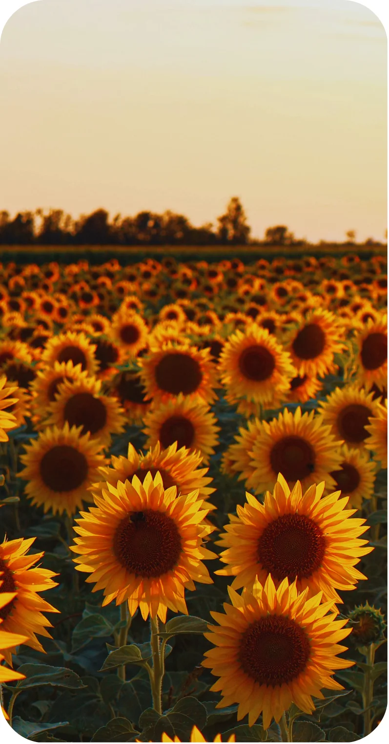 sunflowers in a field