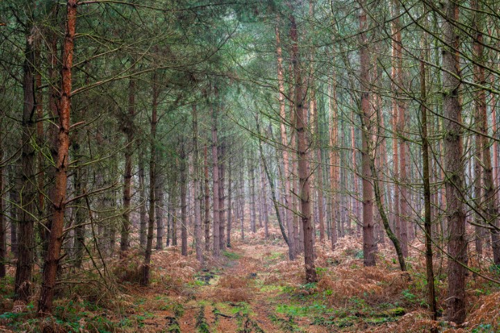woodland pine trees