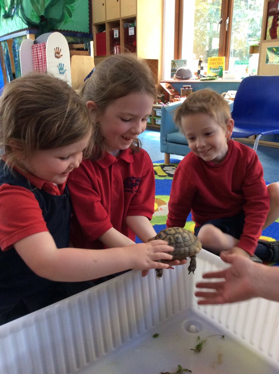Primary school children playing with tortoise 