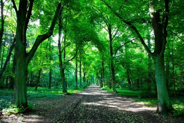 Pathway through a wood 