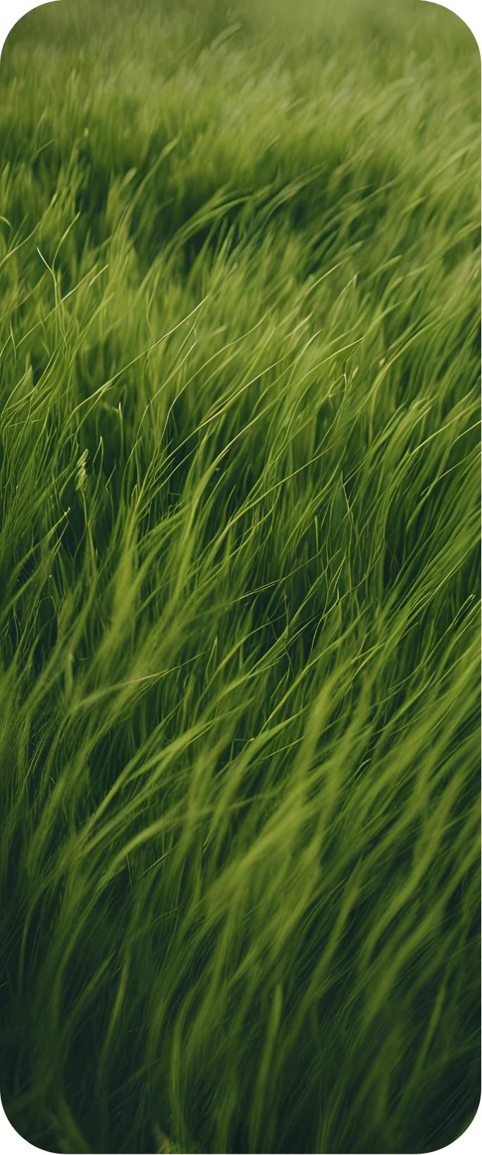 long grass blowing in the wind